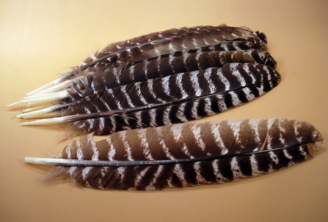 Turkey Feather-All Natural-Spiritual Feather – Regal Elements Holistic  Self-Care