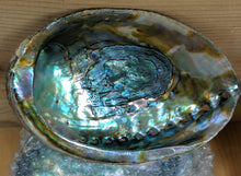 Load image into Gallery viewer, Abalone Shells-100% Natural from Ocean Bays-by Regal Elements
