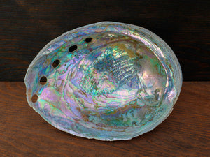 Abalone Shells-100% Natural from Ocean Bays-by Regal Elements