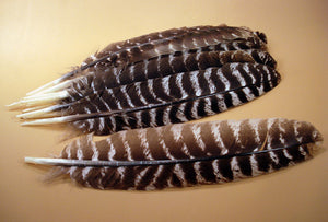 Turkey Feather-All Natural-Spiritual Feather