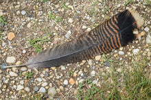 Load image into Gallery viewer, Turkey Feather-All Natural-Spiritual Feather
